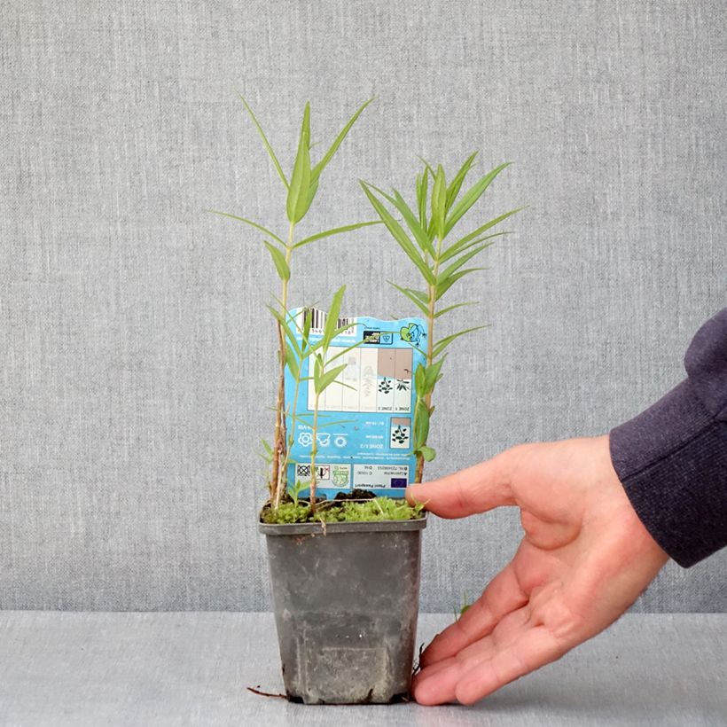 Example of Lysimachia thyrsiflora - Lysimaque à fleurs en thyrse Godet de 8/9 cm as you get in printemps