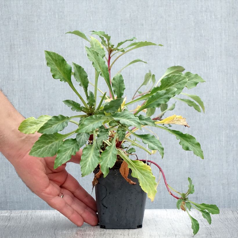 Spécimen de Lysimaque pourpre - Lysimachia atropurpurea Beaujolais Godet de 8/9 cm tel que livré en été