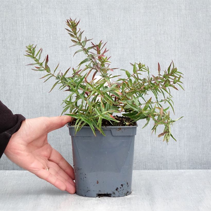 Spécimen de Lythrum virgatum Dropmore Purple Pot de 2L/3L tel que livré en automne