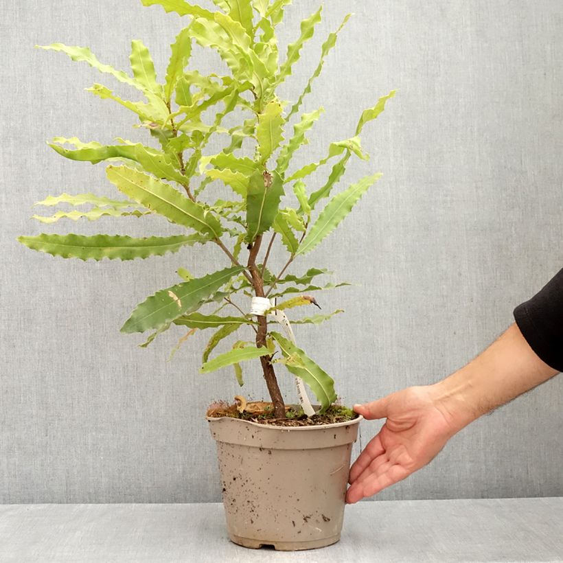 Spécimen de Macadamia Beaumont - Noix de Macadamia Pot de 4L/5L tel que livré en été