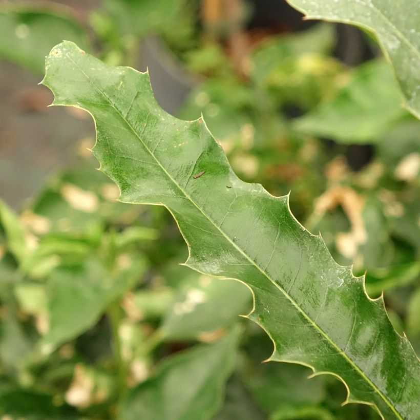 Macadamia integrifolia - Noix de Macadamia (Feuillage)