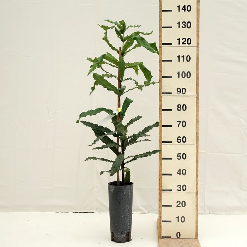 Spécimen de Macadamia integrifolia - Noix de Macadamia Pot de 4L/5L tel que livré au printemps