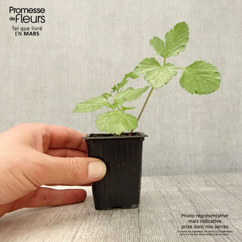 Example of Maceron - Smyrnium olusatrum Godet de 7/8 cm as you get in printemps