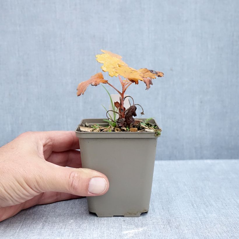 Spécimen de Macleaya microcarpa Kelway's Coral Plume - Bocconie Godet de 8/9 cm tel que livré en automne