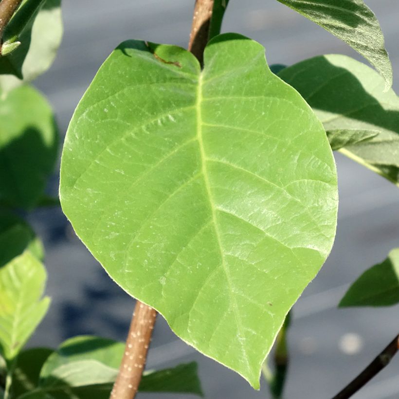 Magnolia acuminata Blue Baby (Foliage)