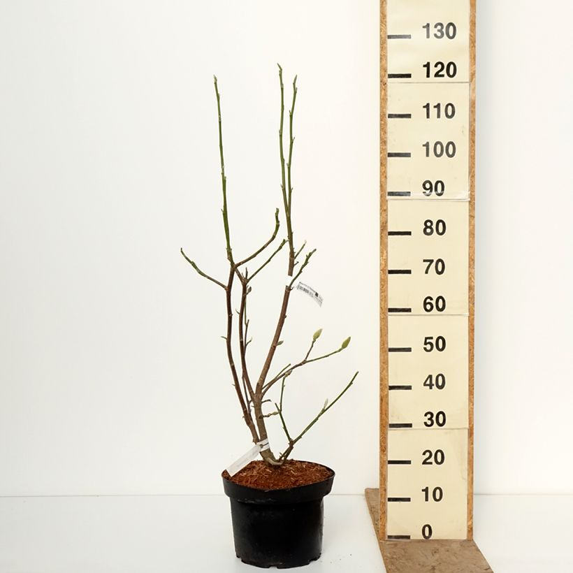 Spécimen de Magnolia Daybreak Pot de 7,5L/10L tel que livré en hiver