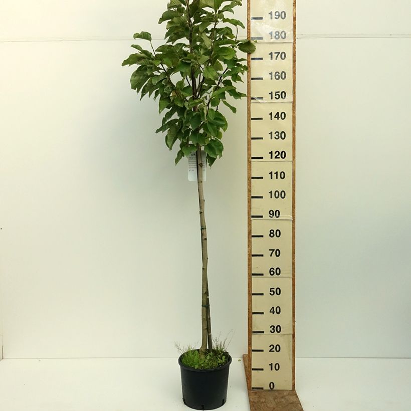 Spécimen de Magnolia denudata Double Diamond - Magnolia Yulan Pot de 7,5L/10L tel que livré en été