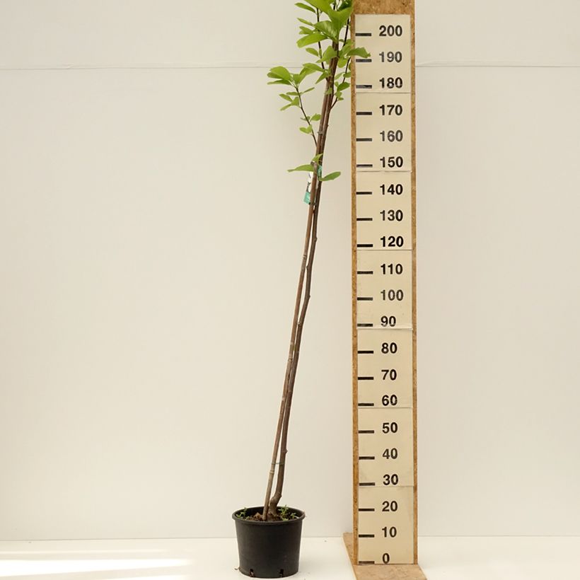 Example of Magnolia denudata Double Diamond - Magnolia Yulan Pot de 7,5L/10L as you get in printemps