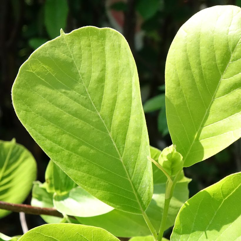 Magnolia denudata Double Diamond - Magnolia Yulan (Foliage)