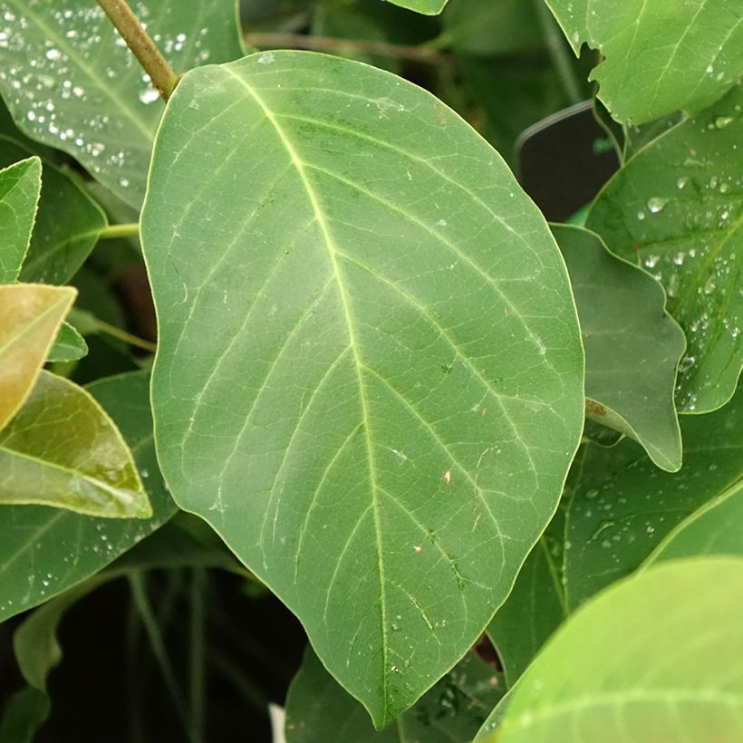 Magnolia denudata Sunrise (Foliage)