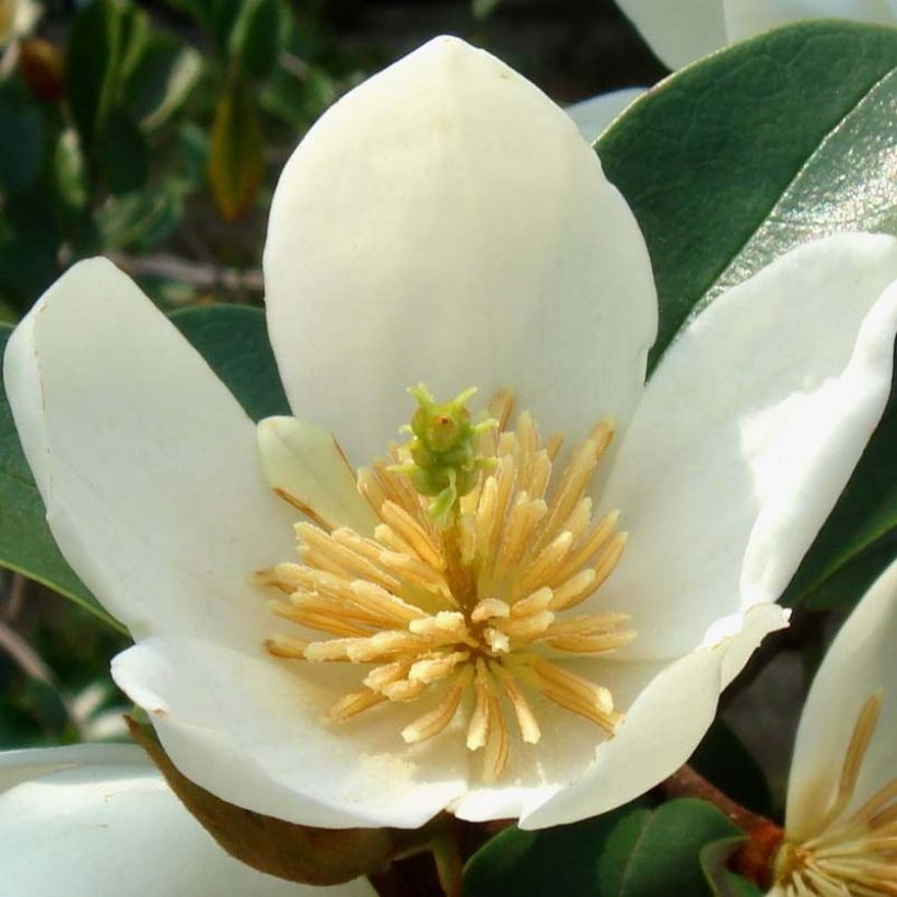 Magnolia dianica Summer Snowflake - Michelia (Flowering)
