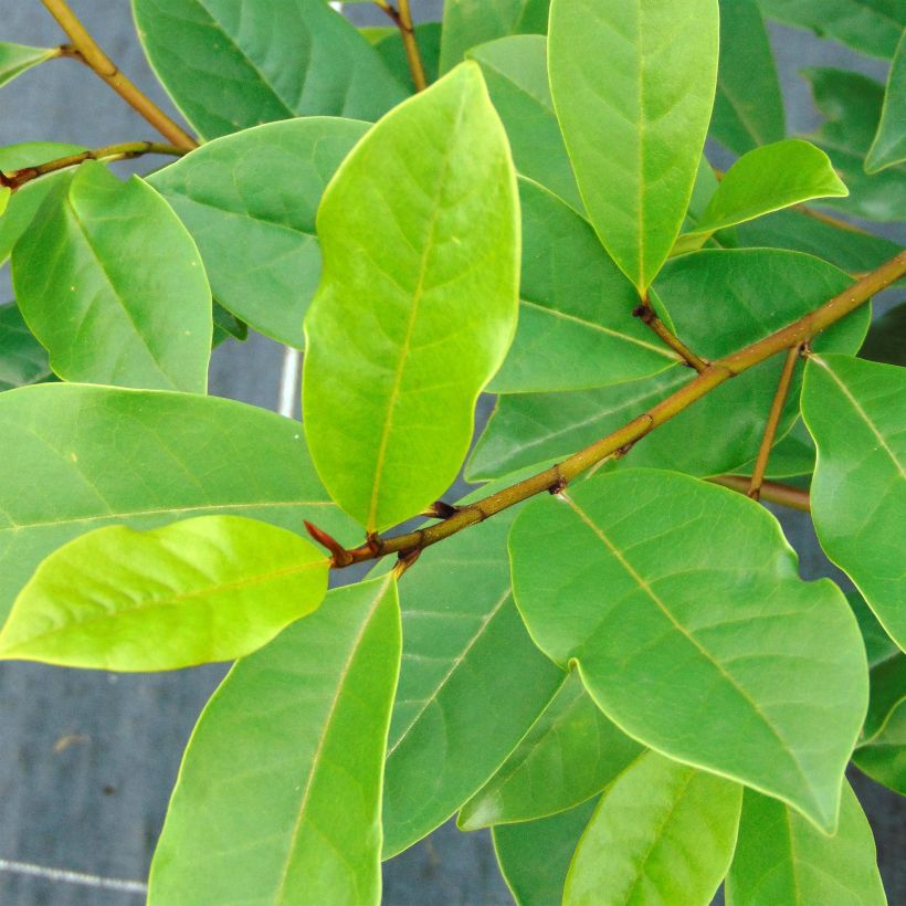Magnolia Fairy Blush - Michelia hybride (Foliage)