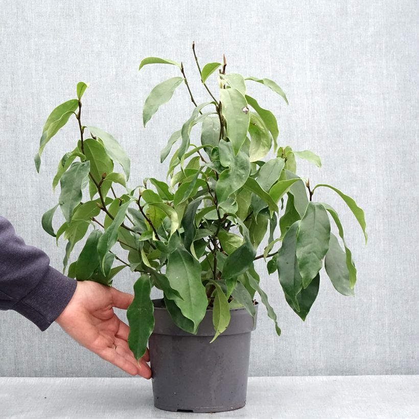 Example of Magnolia figo Stellar Ruby Pot de 3L/4L as you get in printemps