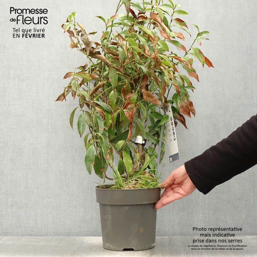 Example of Magnolia figo Stellar Ruby Pot de 6L/7L as you get in hiver