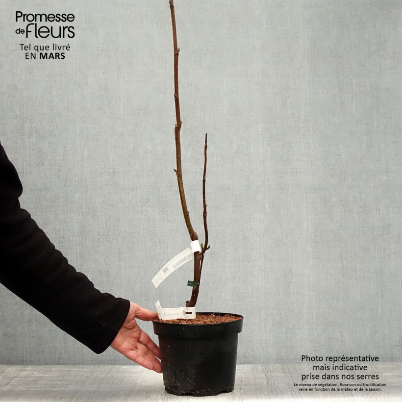 Example of Magnolia Frank's Masterpiece Pot de 3L/4L as you get in printemps