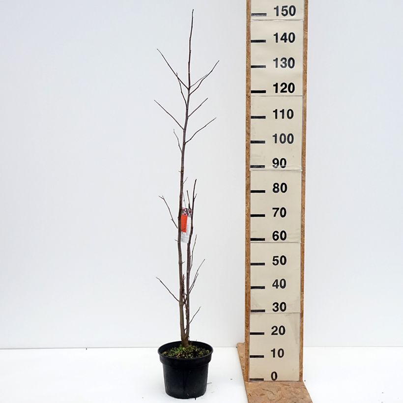 Spécimen de Magnolia Galaxy Pot de 4L/5L tel que livré en automne