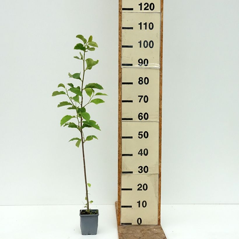 Spécimen de Magnolia Genie Pot de 12 cm / 13 cm tel que livré en été