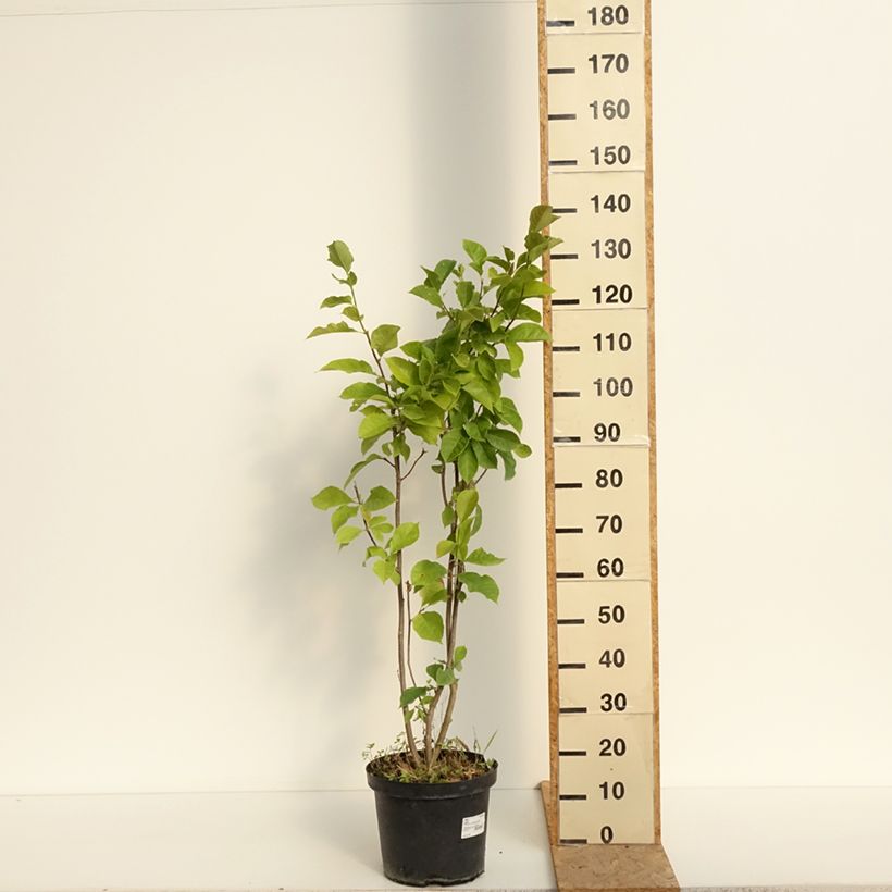 Spécimen de Magnolia Genie Pot de 4L/5L tel que livré en été
