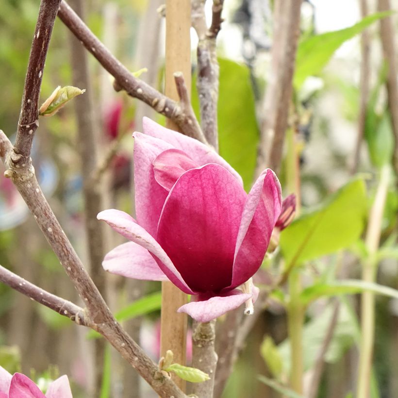 Magnolia Genie (Flowering)