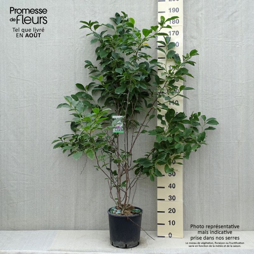 Spécimen de Magnolia George Henry Kern Pot de 7,5L/10L tel que livré en été