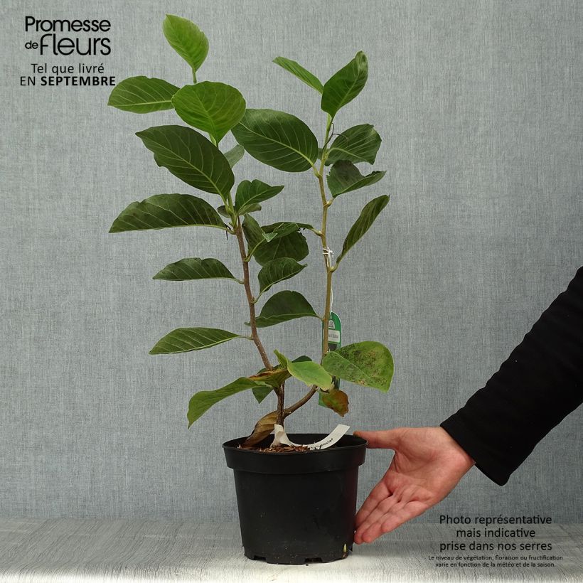 Spécimen de Magnolia Gold Star Pot de 4L/5L tel que livré en automne