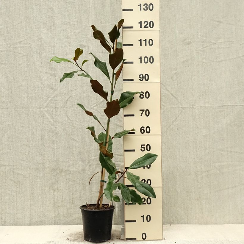 Example of Magnolia grandiflora Bracken's Brown Beauty - Laurier-tulipier Pot de 4L/5L as you get in printemps