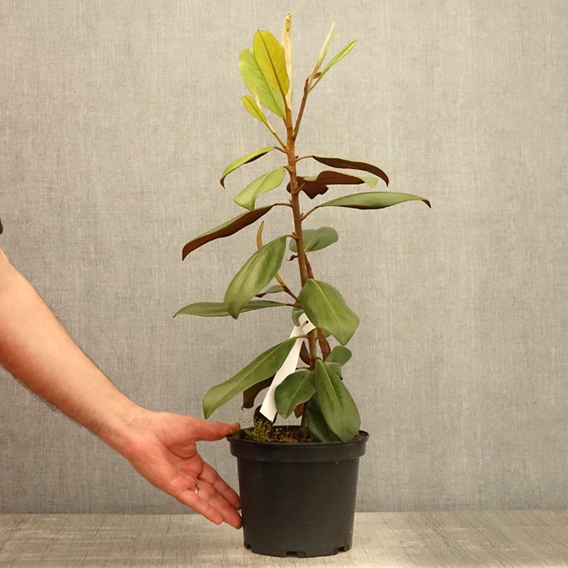 Example of Magnolia grandiflora Double Nantais Pot de 1,5L/2L as you get in printemps