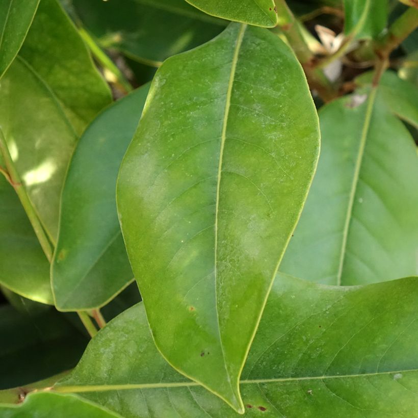Magnolia grandiflora Double Nantais (Foliage)