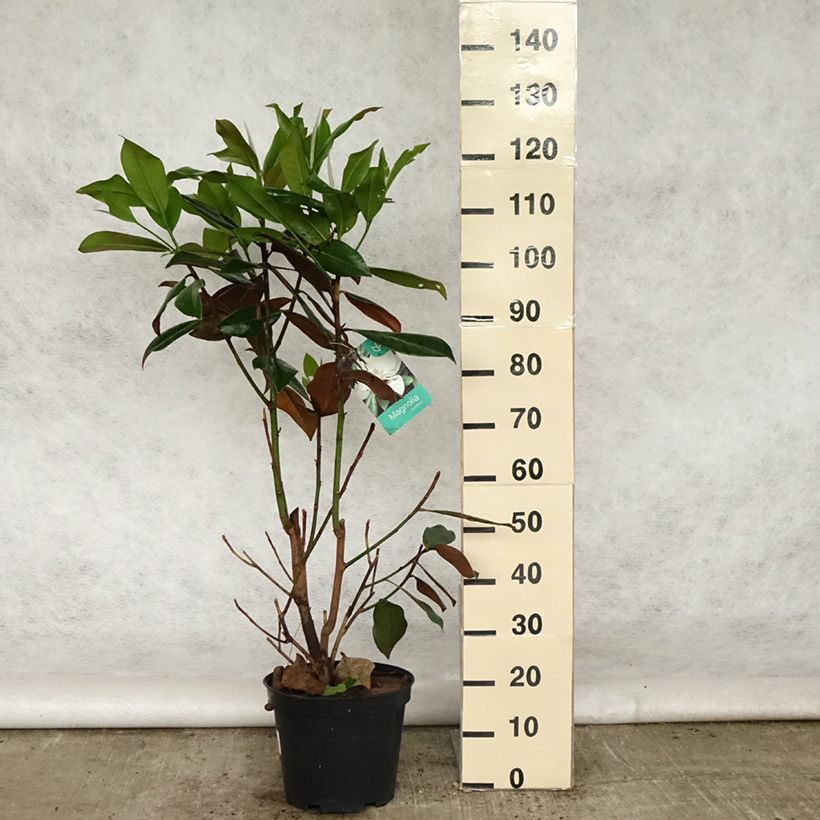 Example of Magnolia grandiflora Galissonière Pot de 7,5L/10L as you get in printemps