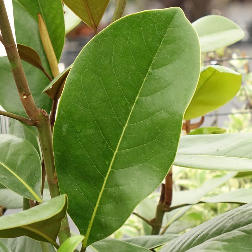 Magnolia grandiflora Mainstreet - Laurier-tulipier (Foliage)
