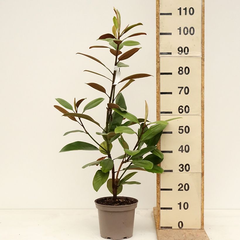 Example of Magnolia grandiflora Mainstreet - Laurier-tulipier Pot de 4L/5L as you get in printemps