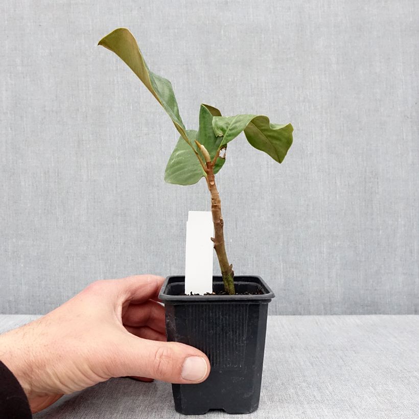 Example of Magnolia grandiflora Mont blanc - Laurier-tulipier Pot de 10 cm/11cm as you get in printemps