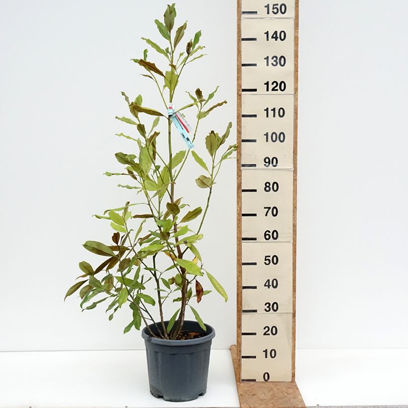 Spécimen de Magnolia grandiflora Nana - Laurier-tulipier Pot de 12L/15L tel que livré en automne