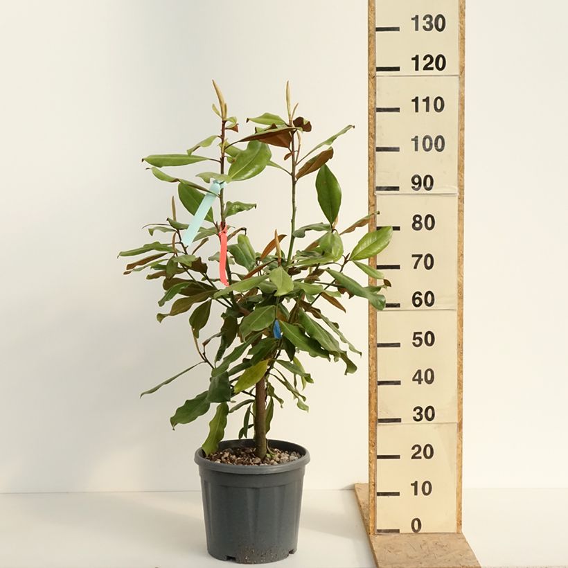Example of Magnolia grandiflora Nana - Laurier-tulipier Pot de 12L/15L as you get in printemps