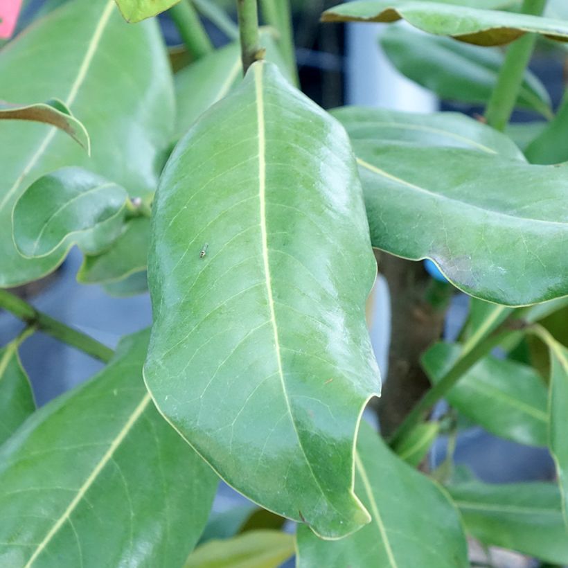 Magnolia grandiflora Nana - Laurier-tulipier (Foliage)