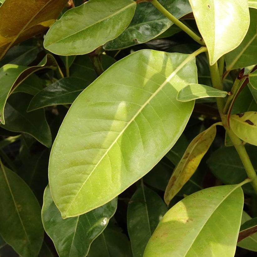 Magnolia grandiflora Victoria - Laurier-tulipier (Foliage)