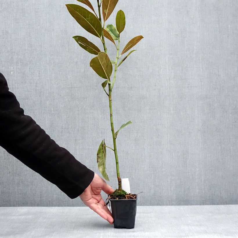 Example of Magnolia grandiflora Victoria - Laurier-tulipier Pot de 10 cm/11cm as you get in hiver