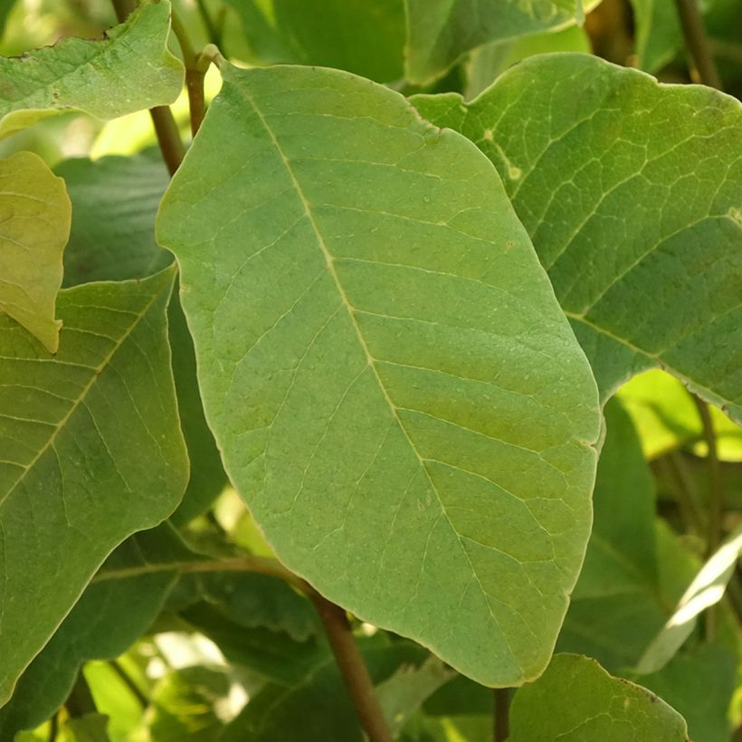 Magnolia kobus - Magnolia de Kobe (Foliage)