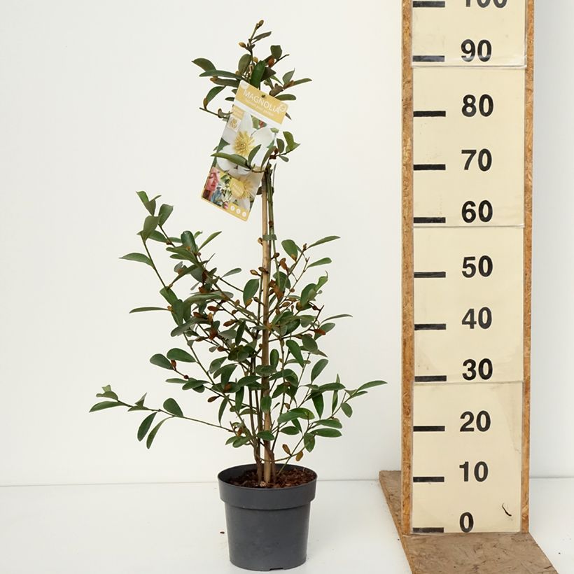 Example of Magnolia laevifolia Vanilla Pearls - Michelia yunnanensis Pot de 2L/3L as you get in hiver