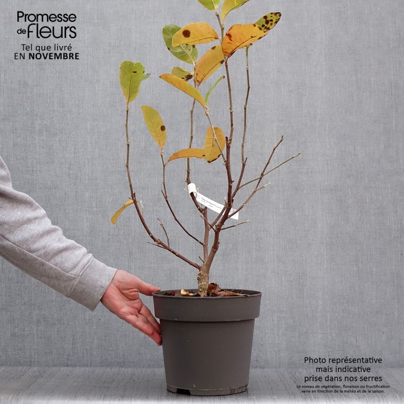 Spécimen de Magnolia loebneri Mags Pirouette Pot de 4L/5L tel que livré en automne