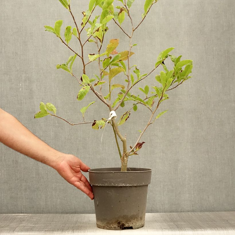 Spécimen de Magnolia loebneri Mags Pirouette Pot de 4L/5L tel que livré en été