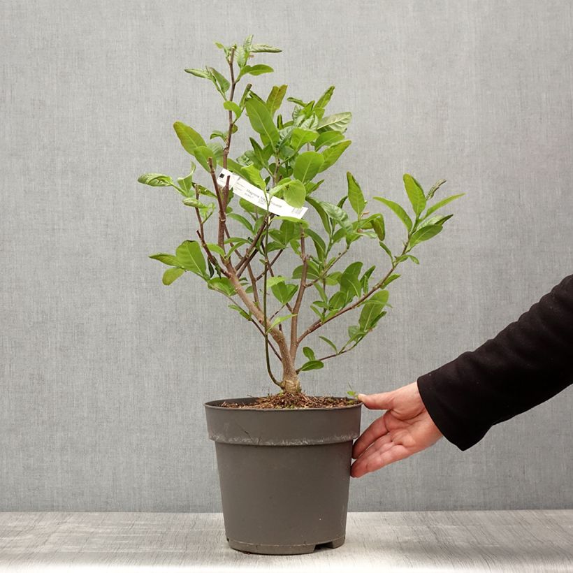 Example of Magnolia loebneri Mags Pirouette Pot de 4L/5L as you get in printemps