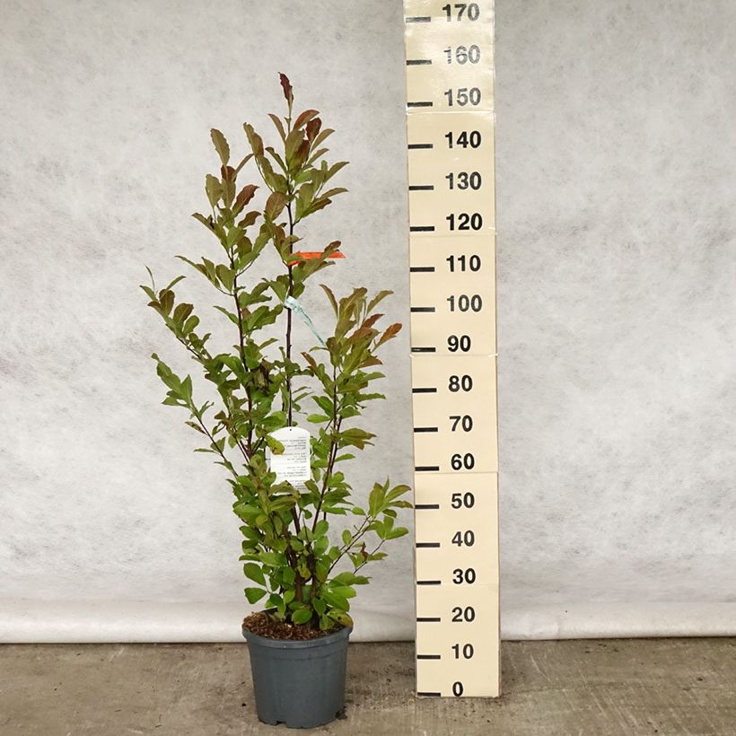 Example of Magnolia loebneri Merrill Pot de 7,5L/10L as you get in printemps