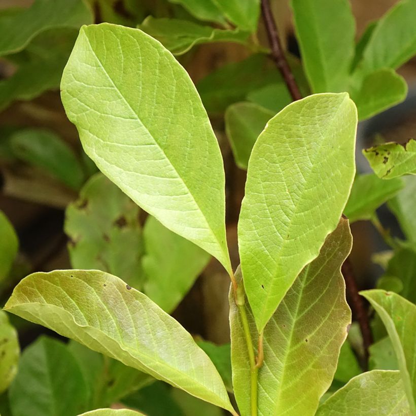 Magnolia loebneri Merrill (Foliage)