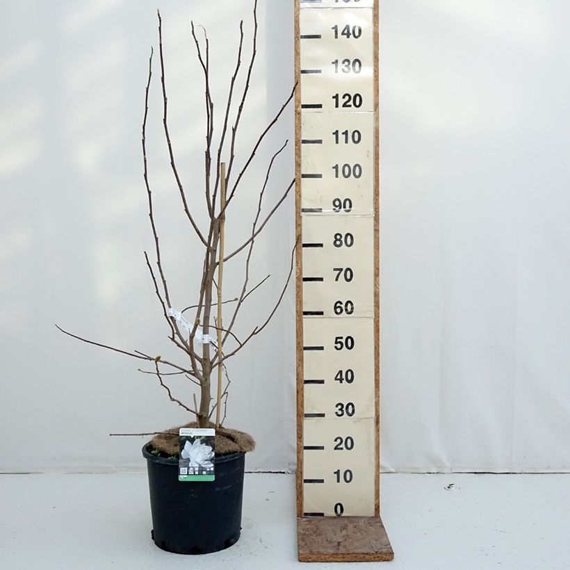 Example of Magnolia loebneri Wildcat Pot de 6L/7L as you get in hiver
