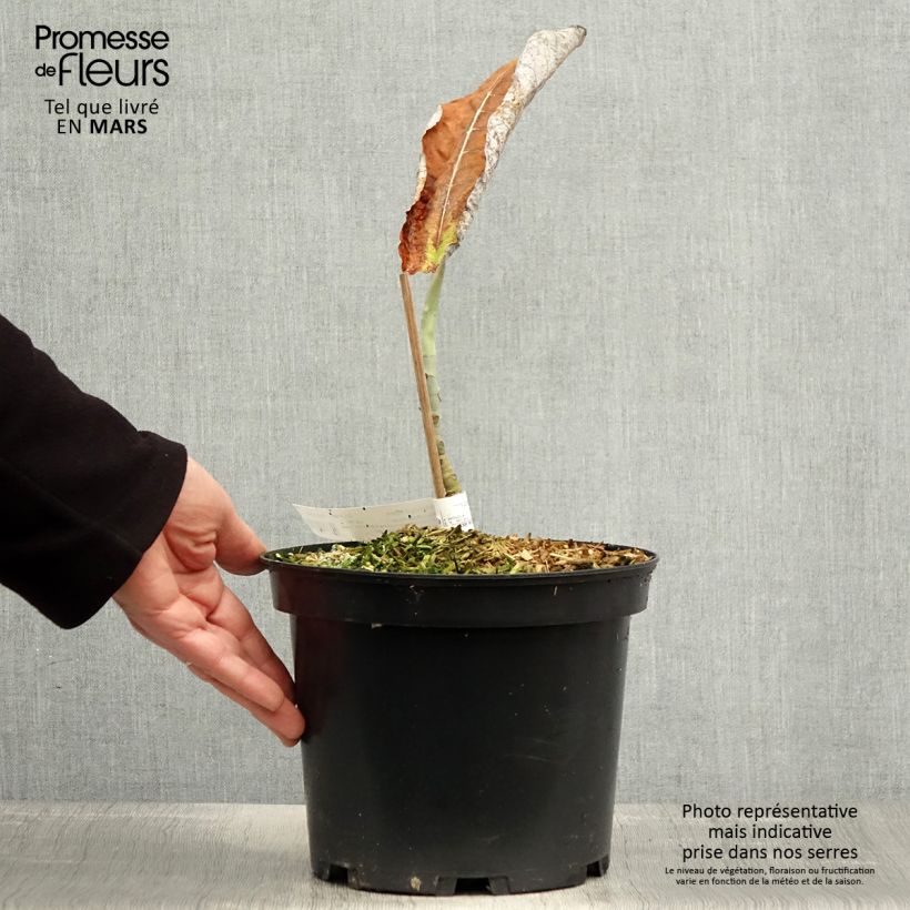 Example of Magnolia macrophylla subsp. ashei - Magnolia à grandes feuilles Pot de 4L/5L as you get in printemps