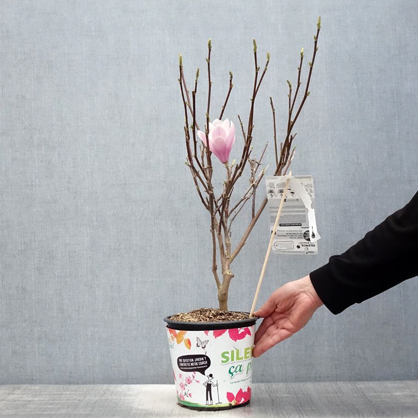 Example of Magnolia - Magnolia x soulangeana Andre Leroy Pot de 4L/5L as you get in printemps