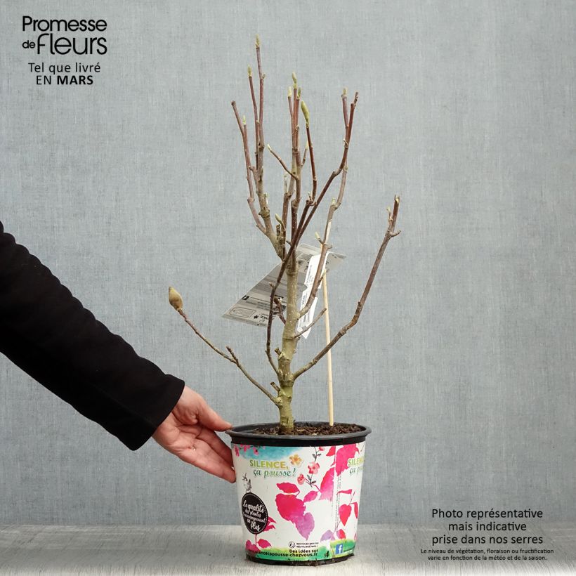 Example of Magnolia Manchu Fan Pot de 4L/5L as you get in printemps