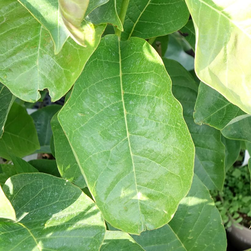 Magnolia Meganolia (Foliage)