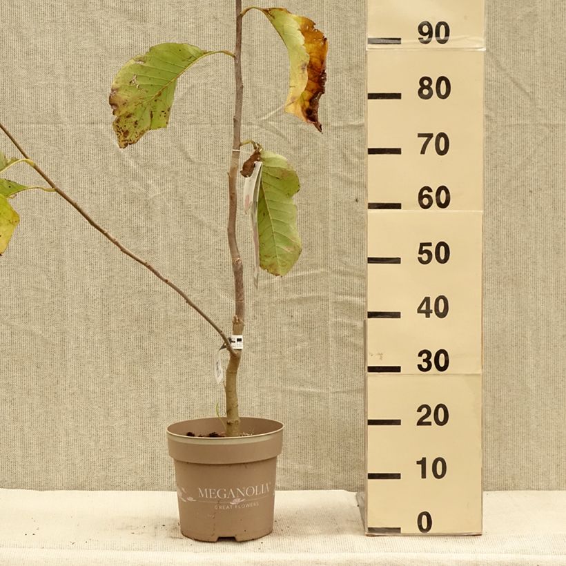 Spécimen de Magnolia Meganolia Pot de 3L/4L tel que livré en automne